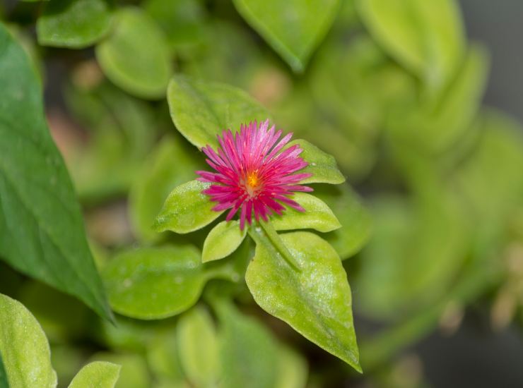 Fiore aptenia cordifolia 