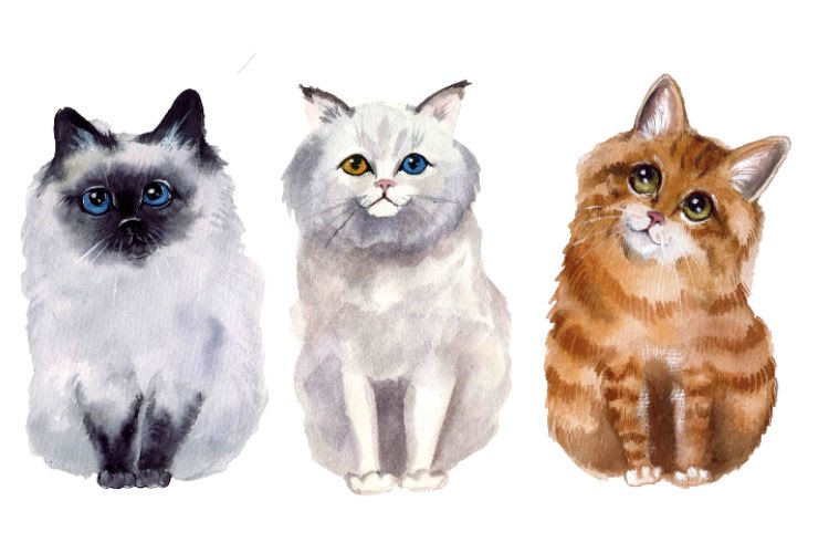Disegno di tre gatti 