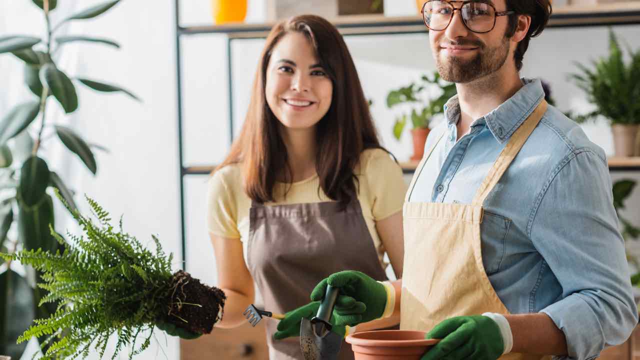 Coppia che si prende cura di alcune piante 