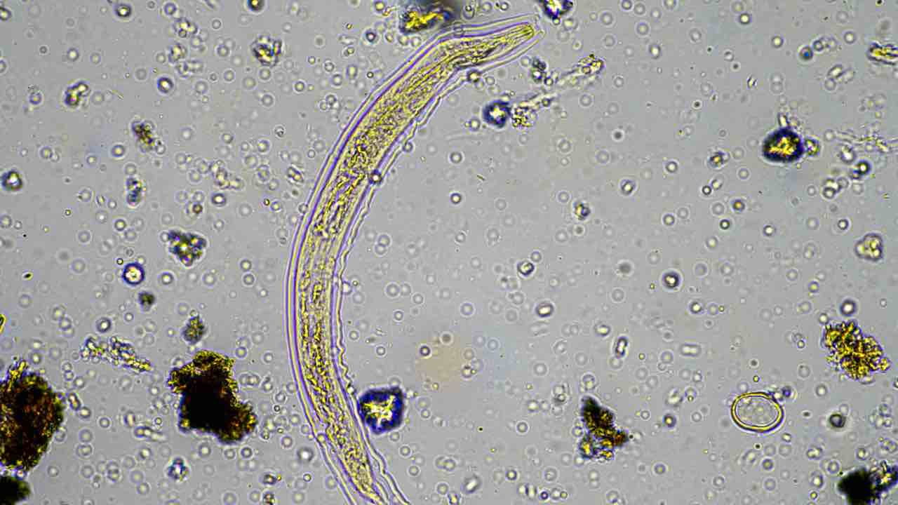 Microrganismo visto al microscopio 