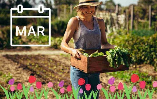 Cosa piantare nell'orto a marzo