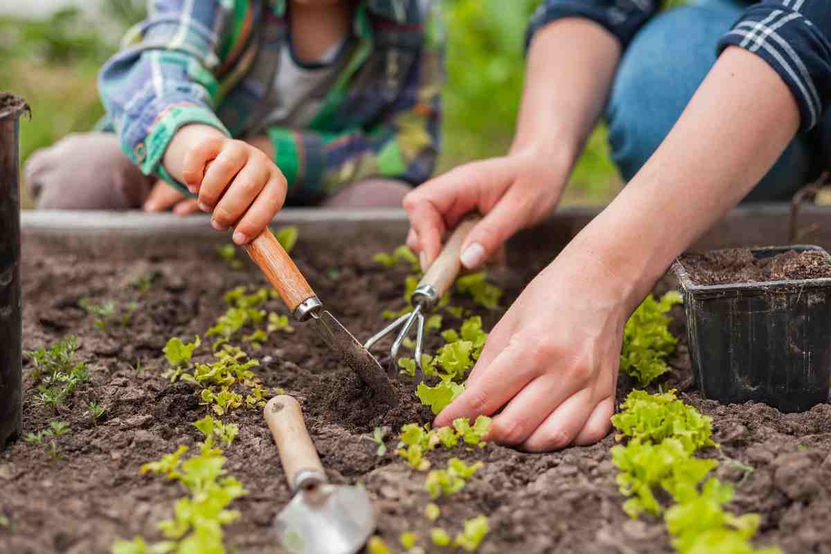 Semina e trapianto a marzo