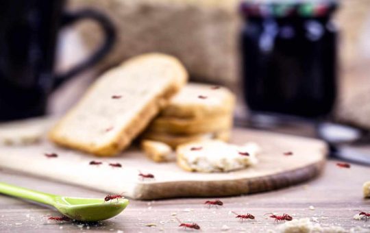 Infestazione di formiche in cucina