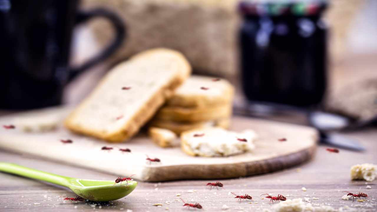 Infestazione di formiche in cucina 