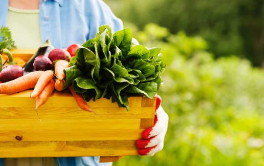 Signora con cesto di verdure