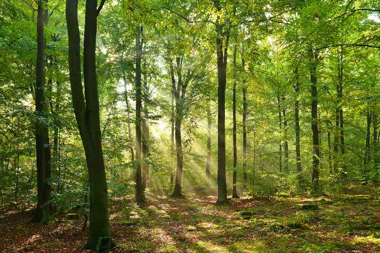 Paesaggio di una foresta 