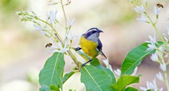 Come aiutare gli animali a rischio di estinzione | Piccole azioni danno grandi risultati, inizia oggi