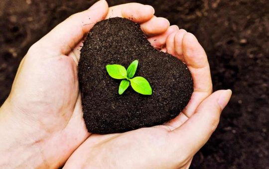 Corteccia degli alberi: la sua importanza