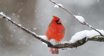 Il regno della neve: qui ne cade la quantità più abbondante del mondo