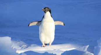 Pinguini soli o divorziati: un comportamento inaspettato che ti sorprenderà