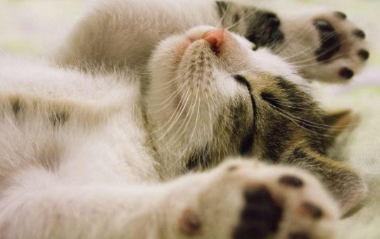Gatti: pet anti ansia