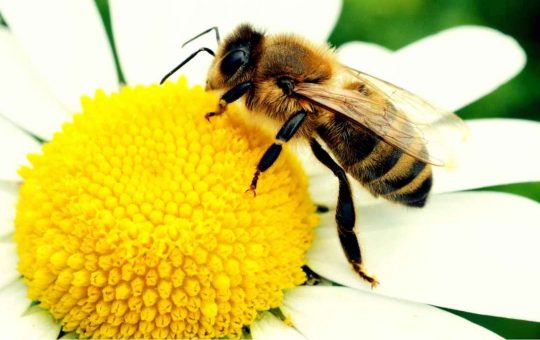 Ape sul fiore