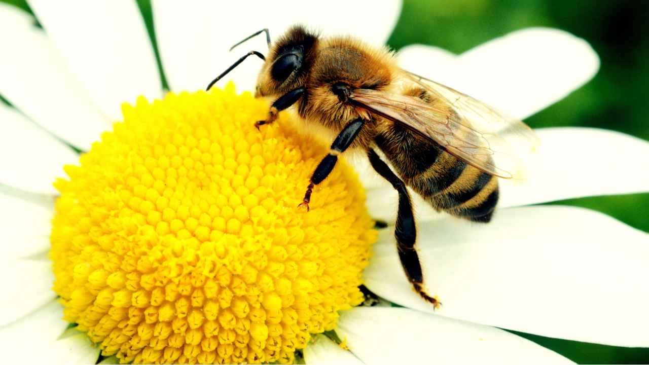 Ape sul fiore