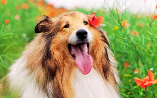 Cane felice nei fiori