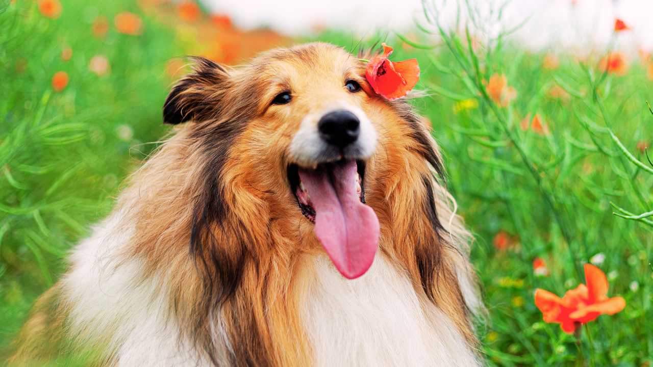 Cane felice nei fiori