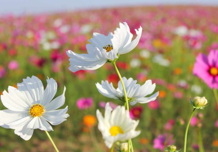 Fiori di maggio
