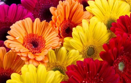 Fiori di maggio