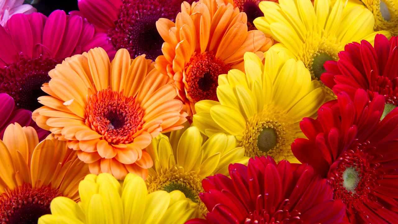 Fiori di maggio