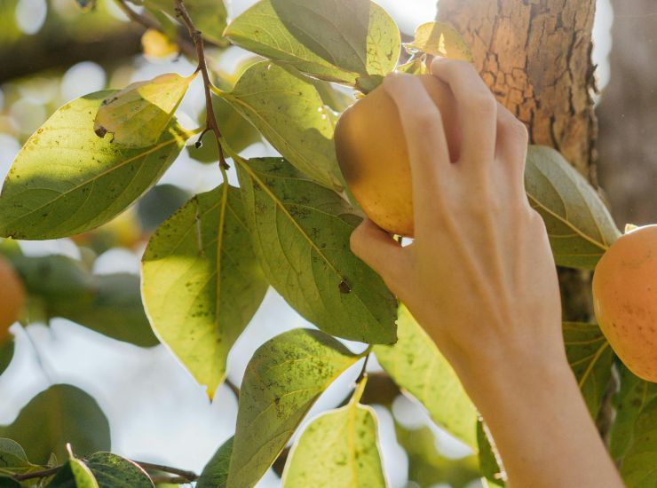 Frutto (pexels.com) - newsecologia.it