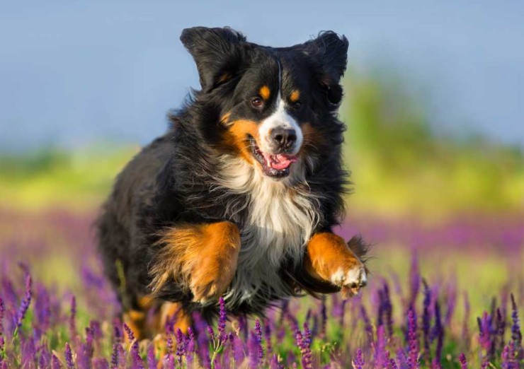 Cane felice nei fiori