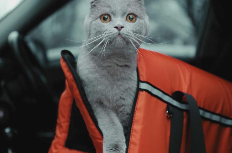 Gatto in auto
