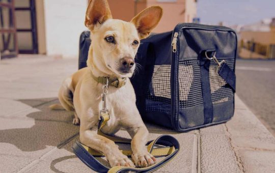 Trasportino per cane