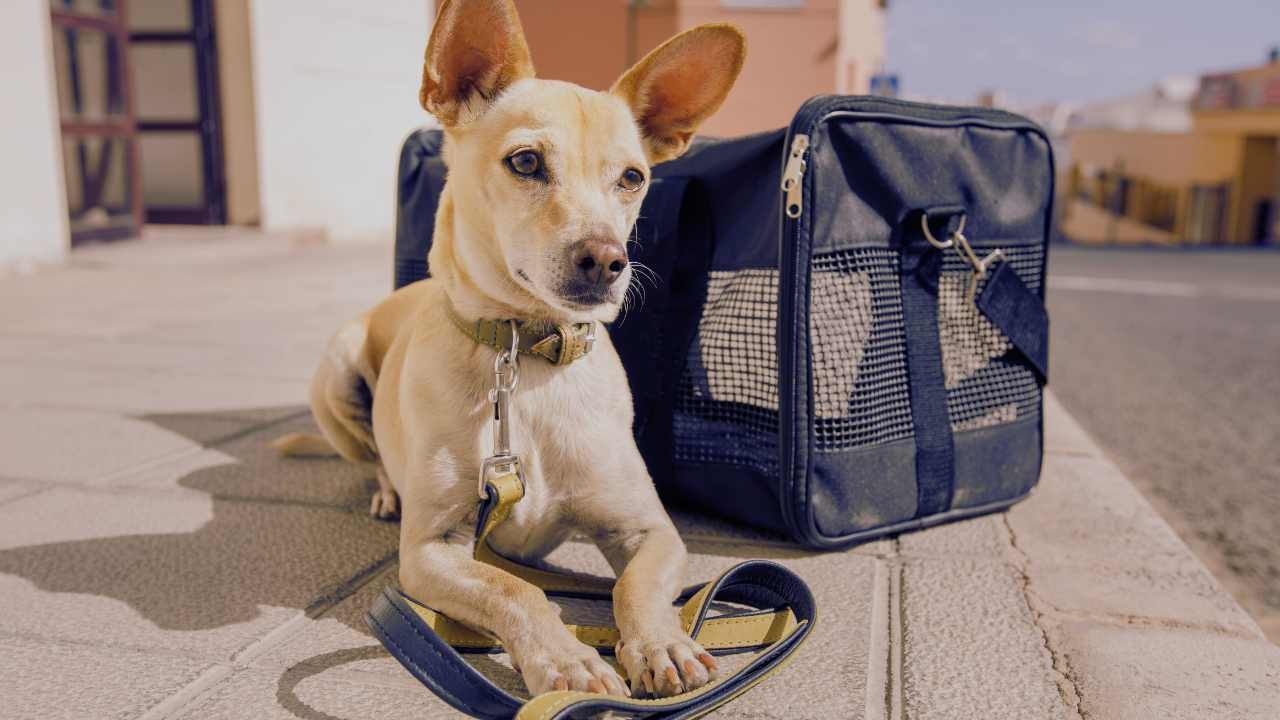Trasportino per cane