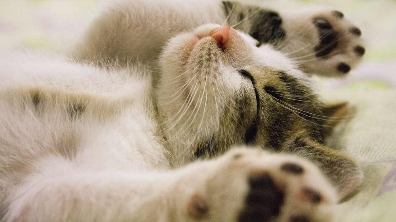 Pet Economy: business