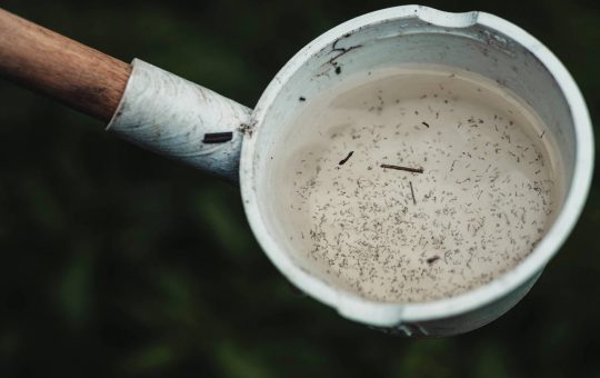 Vaso per zanzare (pexels.com) - newsecologia.it