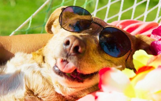 Cane in vacanza