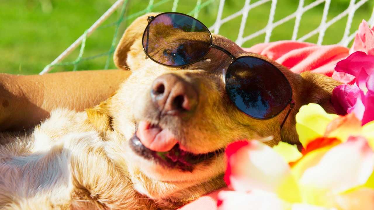 Cane in vacanza