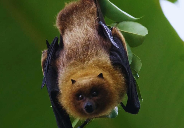 Pipistrello sulla pianta