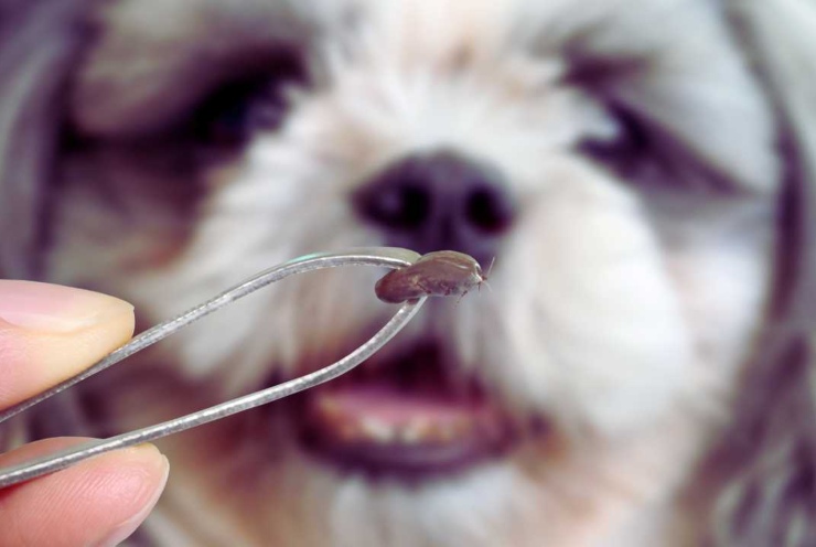 Zecca presa con le pinzette