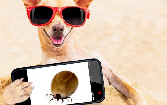 Zecca su smartphone, il trucco per scovarle