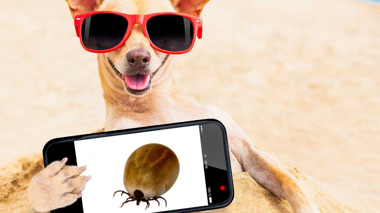 Zecca su smartphone, il trucco per scovarle