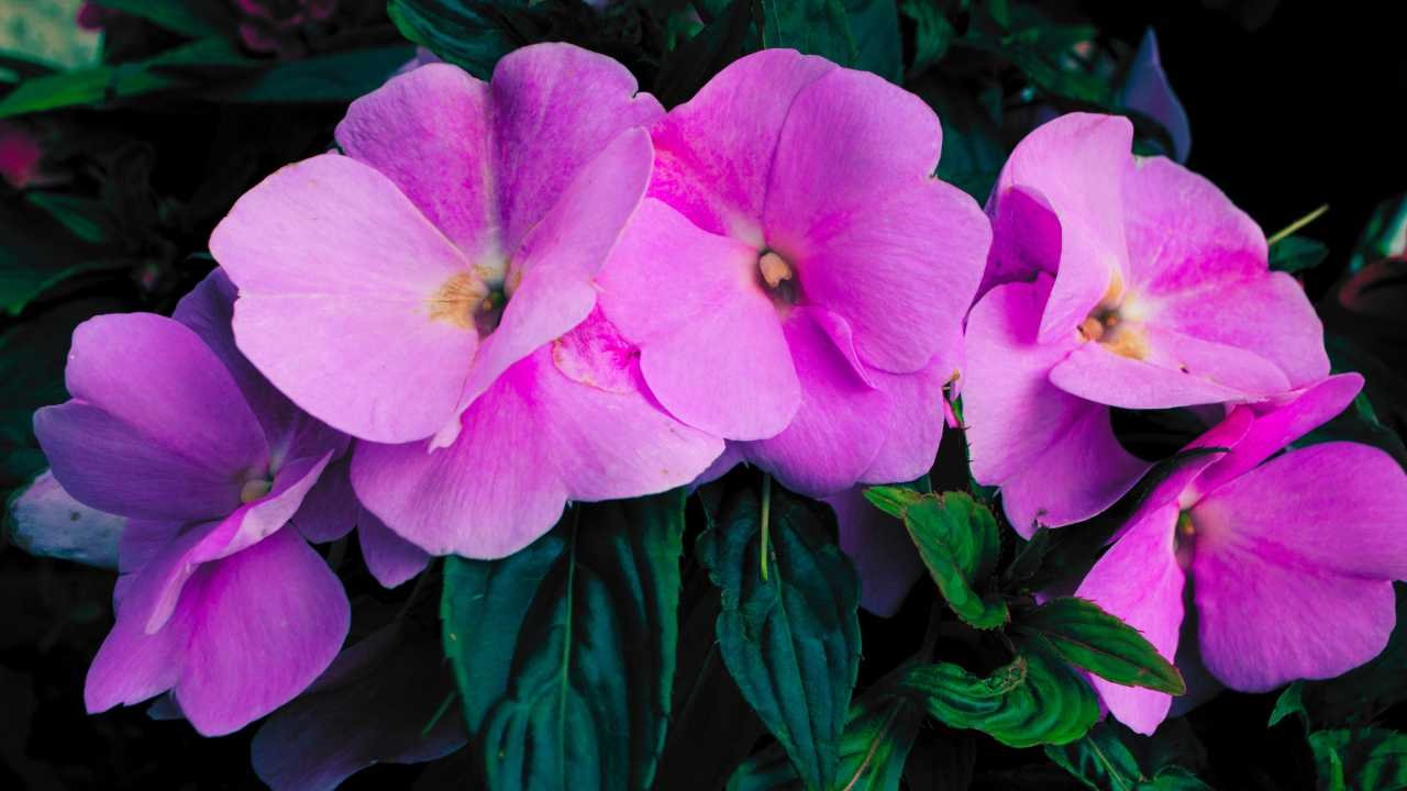 Fiore di vetro