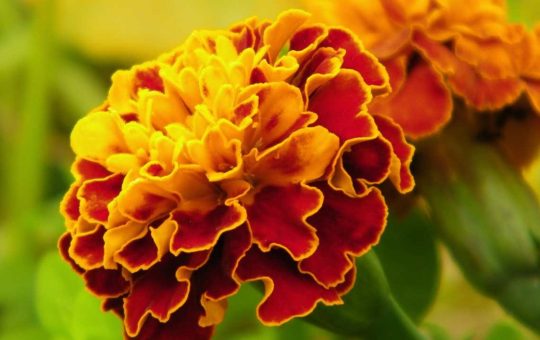 Fiori Tagete