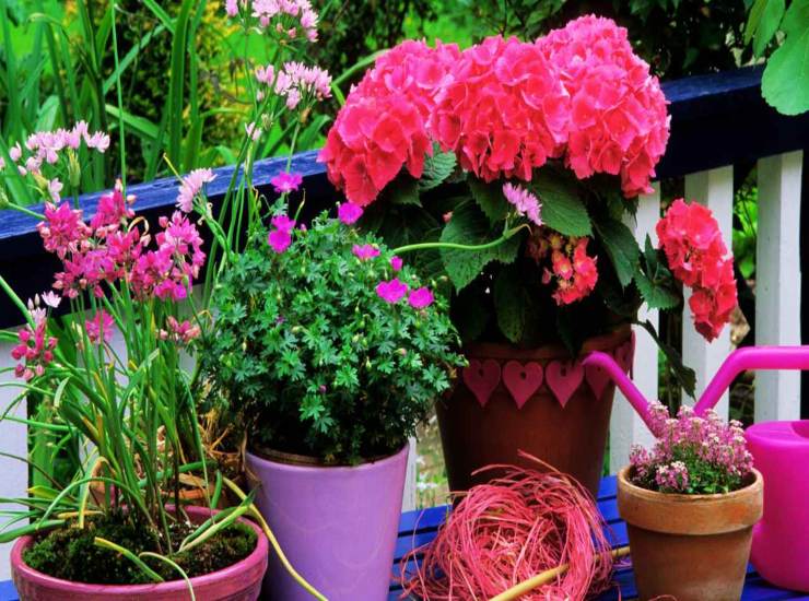 Fiori da balcone tutto l'anno