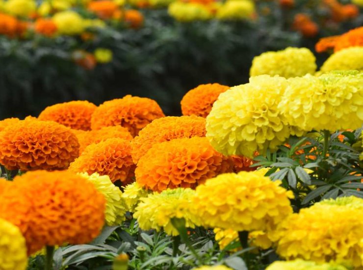 Fiori tagete 