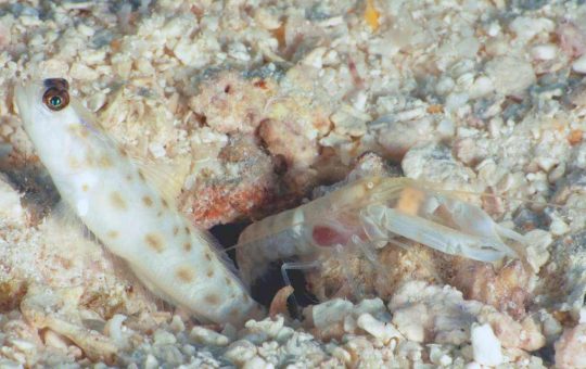Gamberi pistola