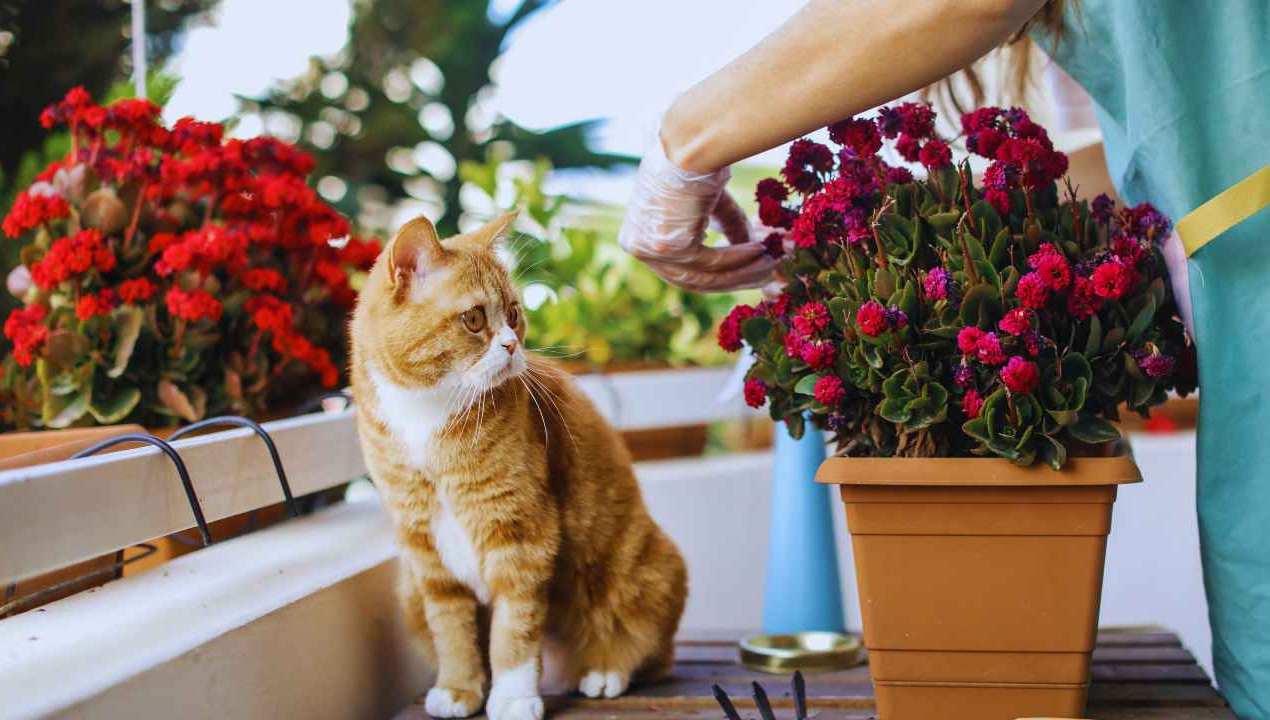 Giardinaggio da terrazzo