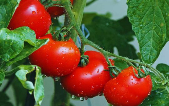 Pomodori maturi