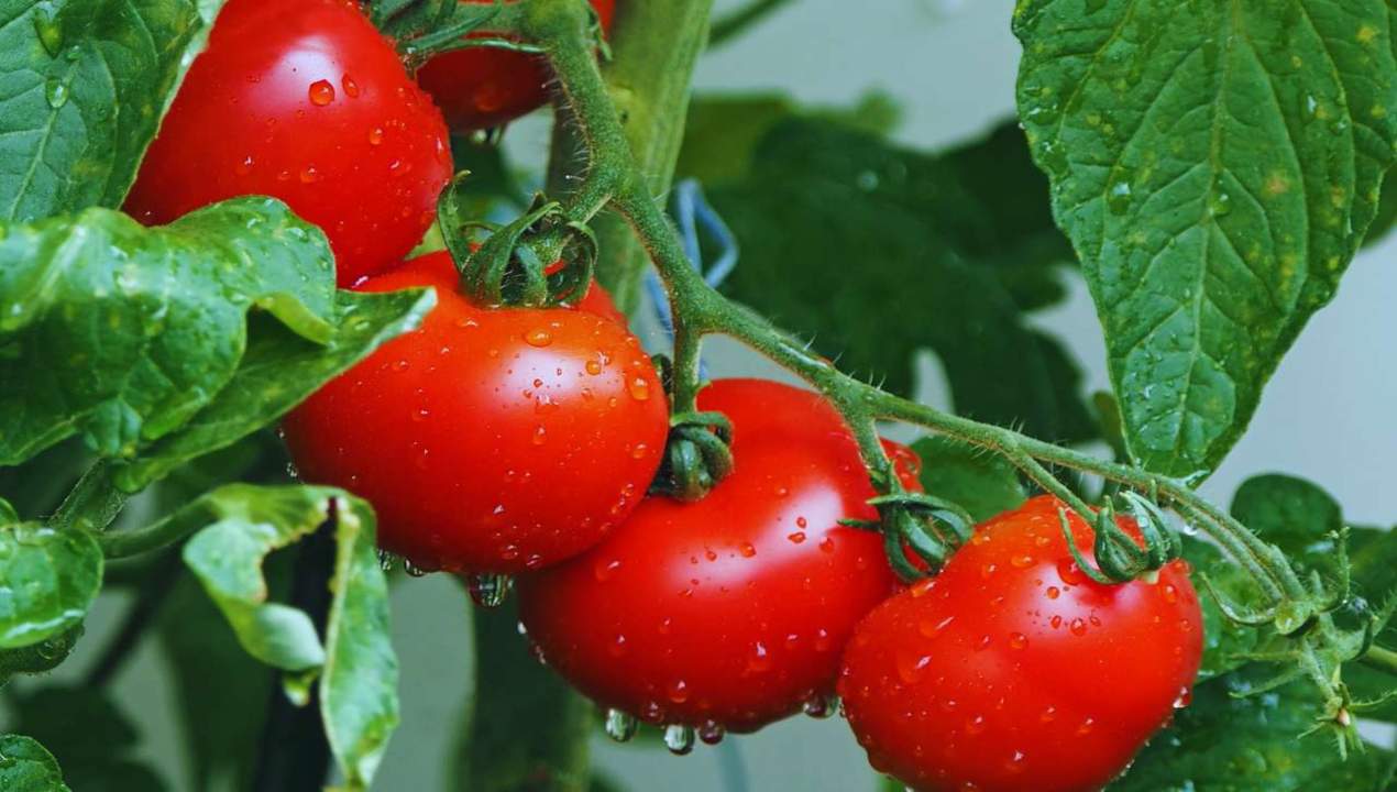 Pomodori maturi