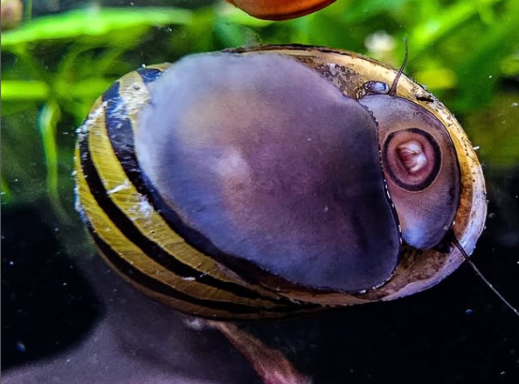 Animali del mondo