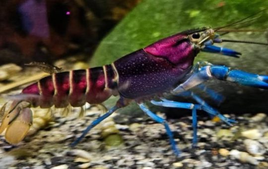 Animali del mondo
