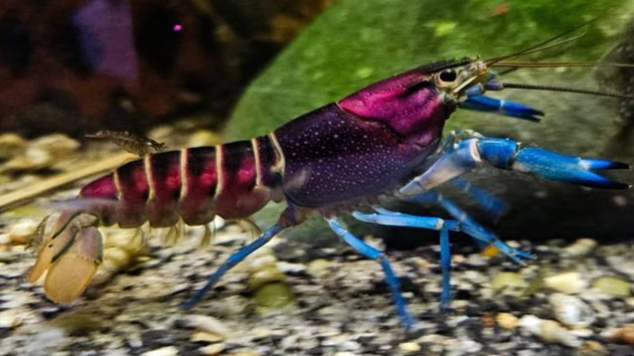 Animali del mondo