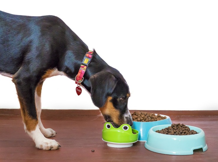 Cane mangia dalla ciotola