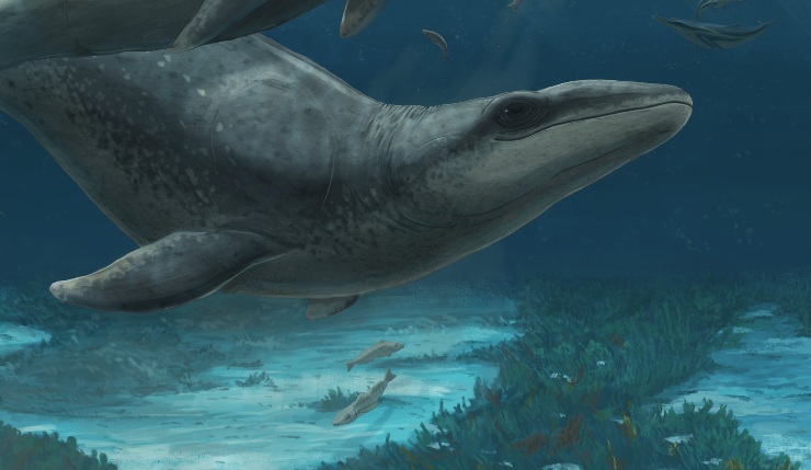 Cetaceo preistorico 