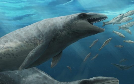 Cetaceo preistorico