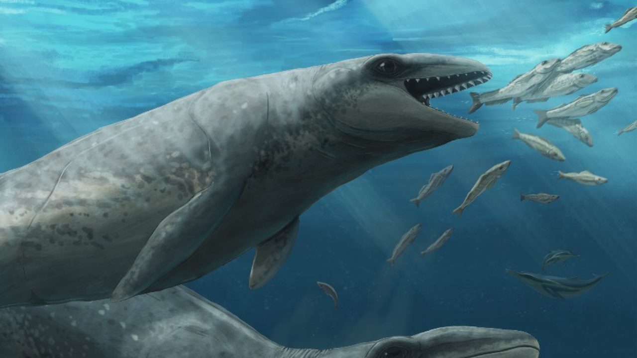 Cetaceo preistorico